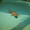 Yellow headed gecko