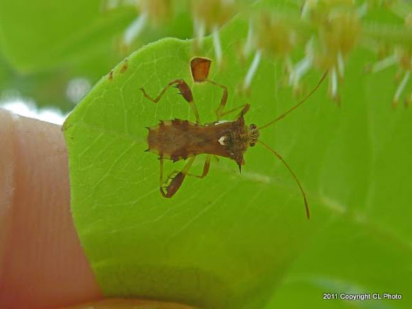 Spotting Image 1