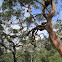 Sydney Red Gum