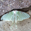 Luna Moth