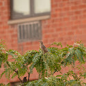 European Starling - juvenile