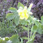 chelidonium majus