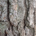 Loblolly pine