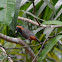 Rufous-necked Laughingthrush