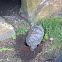 Red Eared Slider laying eggs