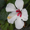 Hibiscus