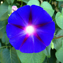 Morning Glory