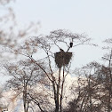 Bald Eagles in Nest