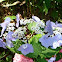 Lacecap Hydrangea
