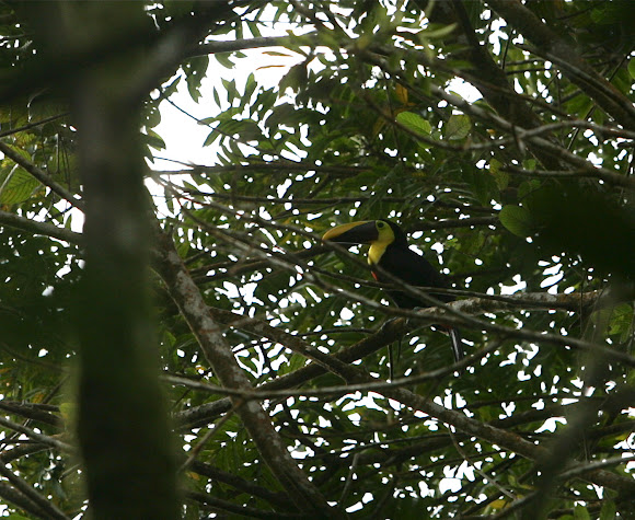 Spotting Image 1