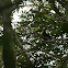 Chestnut-mandibled Toucan