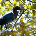 Little Blue Heron