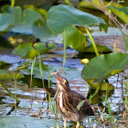 Green Heron (Fledgling)