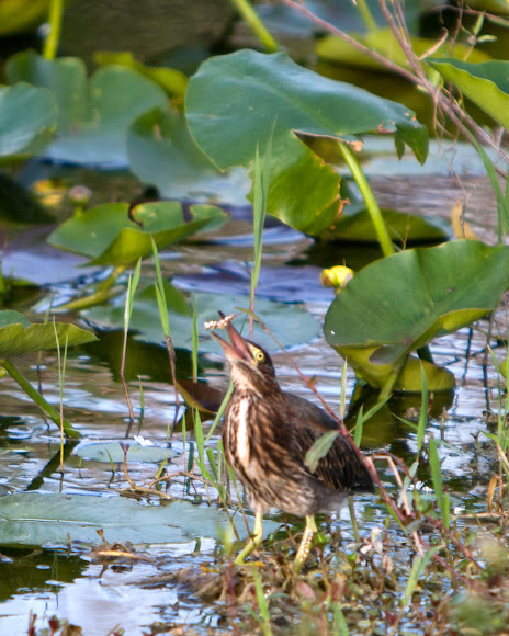 Spotting Image 1