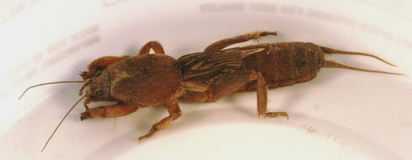 Spotting Image 1