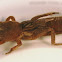 European Mole Cricket