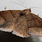 Maple Looper Moth
