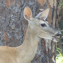 White Tailed Deer