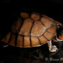 Philippine forest turtle