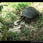 Galapagos giant tortoise / Tortuga gigante de Galápagos