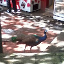 Peacock