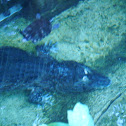 Broad-snouted Caiman