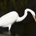 white egret