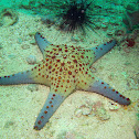 Chocolate chip starfish