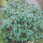 Rhododendron