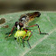 Robber fly