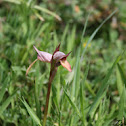 serapias stenopetala