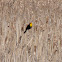 Yellow-headed Blackbird