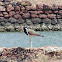 Red-wattled Lapwing