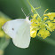 Cabbage White