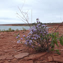 Fall Aster