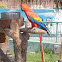 Guacamayo