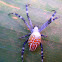 orb weaving spider