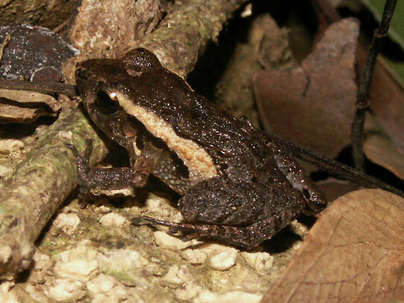 Spotting Image 1