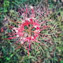 Spider lily