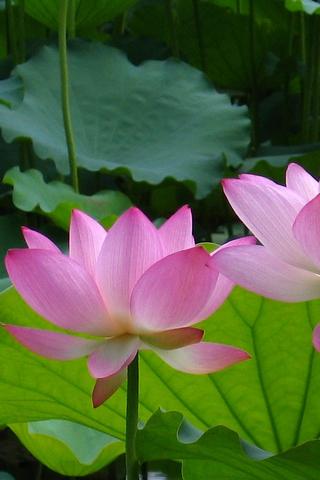 pretty-lotus-flowers-pics for android screenshot