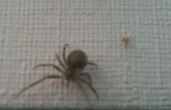 Spotting Image 1