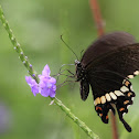 Common Mormon