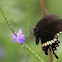 Common Mormon