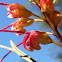 Grevillea Winpara Gold