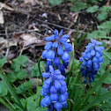 Common Grape Hyacinth
