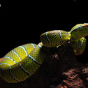 Pit viper