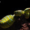 Pit viper