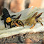 Carpenter Bees