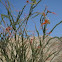 Ocotillo
