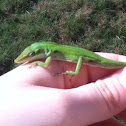 Green anole